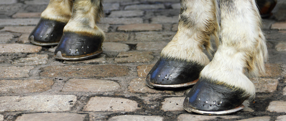 A lovak sántaságának kezelése - egyszerű megoldásoktól a legmodernebbekig